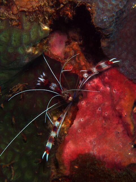 NAD Lembeh - Dive Center in Indonesia
