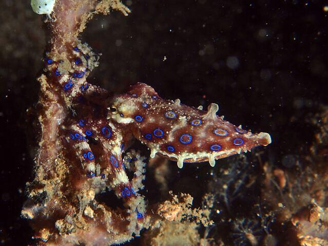 NAD Lembeh - Dive Center in Indonesia