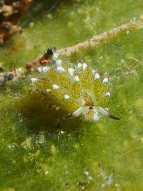 NAD Lembeh - Dive Center in Indonesia