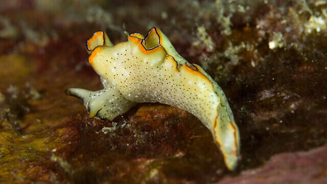 Diving in Malasia, Pulau Tenggol - By Ramon