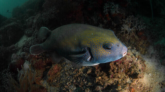 Diving in Malasia, Pulau Tenggol - By Ramon