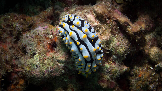 Diving in Malasia, Pulau Tenggol - By Ramon