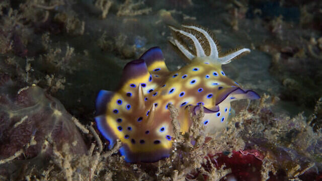 Diving in Malasia, Pulau Tenggol - By Ramon
