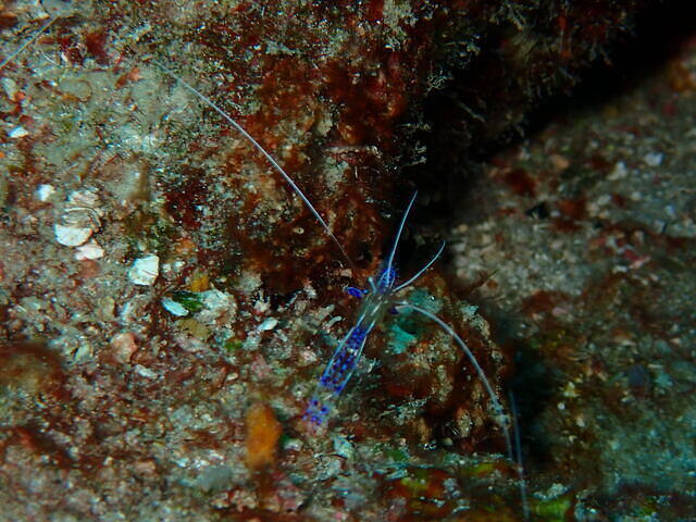 Dixie Divers - Dive Center in United States
