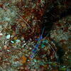 Picture taken during the dive