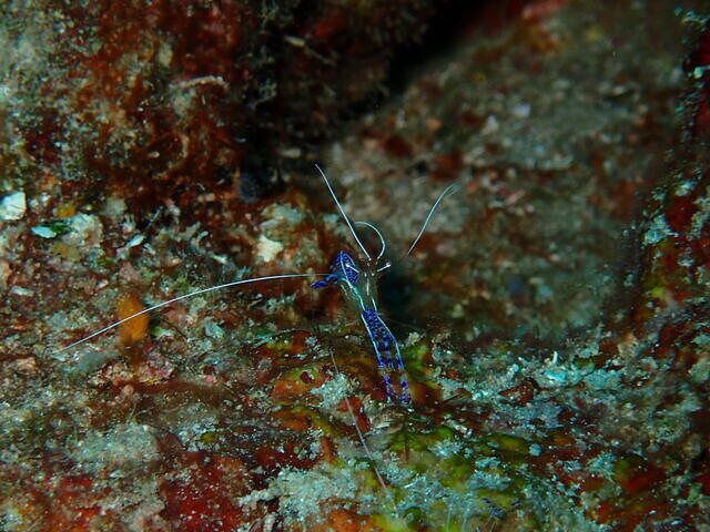 Dixie Divers - Dive Center in United States