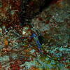 Picture taken during the dive