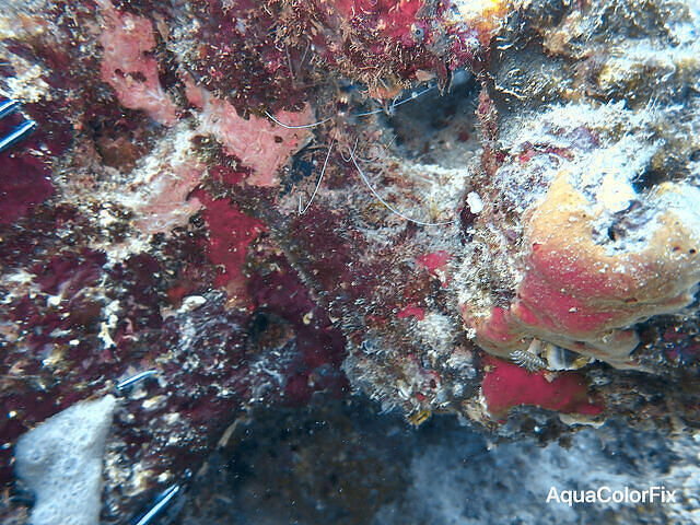 Dixie Divers - Dive Center in United States