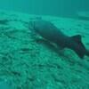 Picture taken during the dive