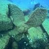 Picture taken during the dive