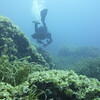 Picture taken during the dive