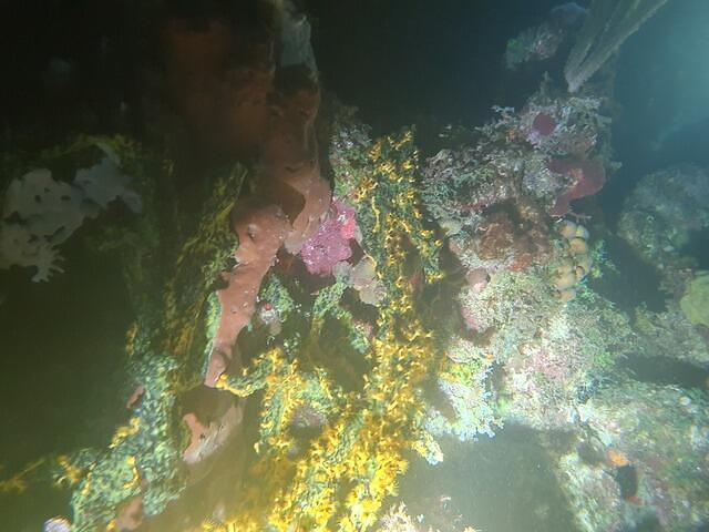 Eden Plongee - Dive Center in Guadeloupe