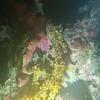 Picture taken during the dive