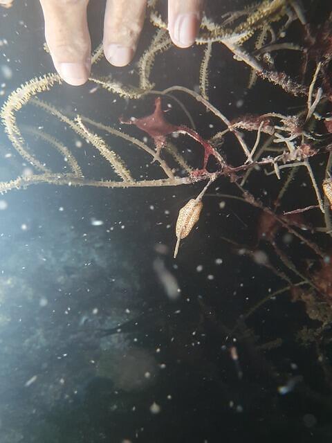 Eden Plongee - Dive Center in Guadeloupe