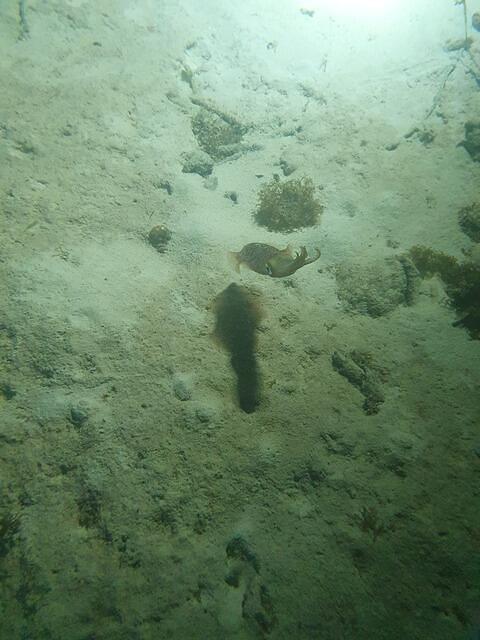Eden Plongee - Dive Center in Guadeloupe