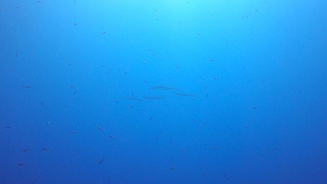 Octopus - Dive Center in Spain