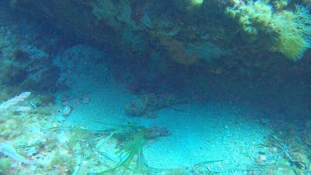 Octopus - Dive Center in Spain