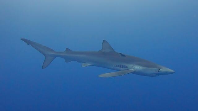 Pico Sport Azores - Dive Center in Portugal