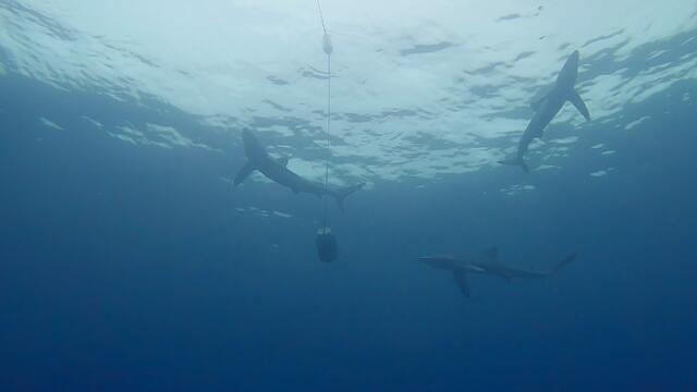 Pico Sport Azores - Dive Center in Portugal