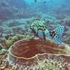 Picture taken during the dive