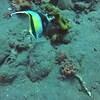 Picture taken during the dive