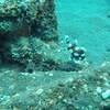 Picture taken during the dive