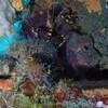 Picture taken during the dive
