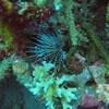 Picture taken during the dive