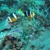 Picture taken during the dive