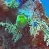 Picture taken during the dive