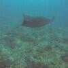 Picture taken during the dive