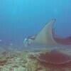 Picture taken during the dive