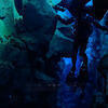 Picture taken during the dive
