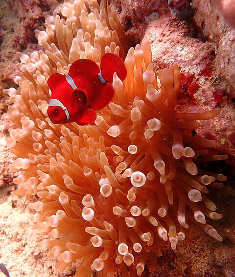 Carabao Dive Center - Dive Center in Philippines