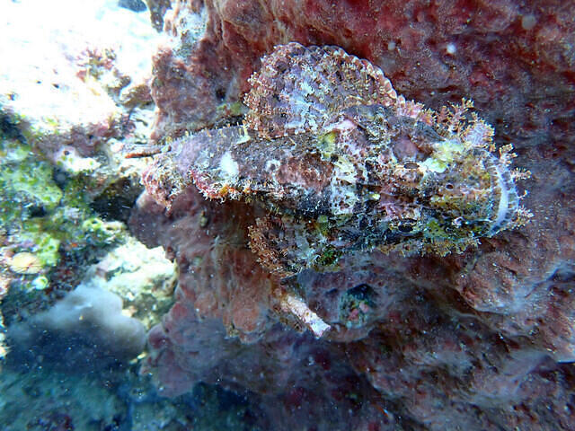 Carabao Dive Center - Dive Center in Philippines