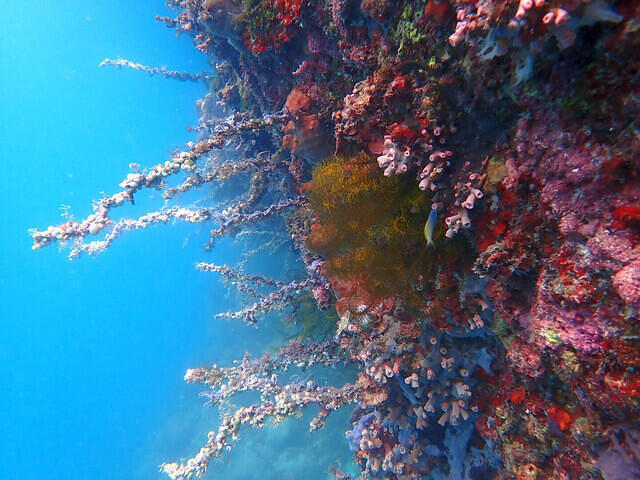 Carabao Dive Center - Dive Center in Philippines