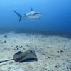 Picture taken during the dive
