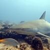 Picture taken during the dive