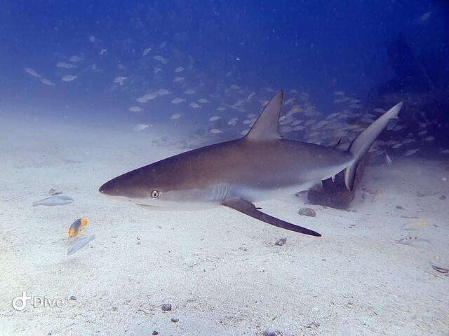 Ocean Explorers - Dive Center in Saint-Martin