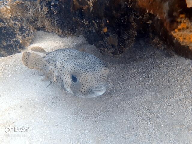 Ocean Explorers - Dive Center in Saint-Martin