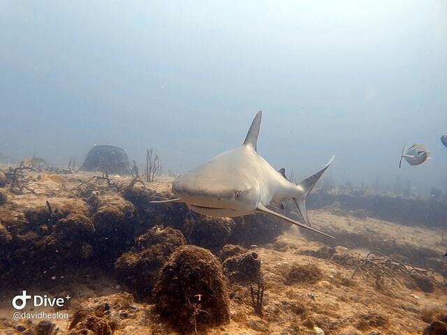 Ocean Explorers - Dive Center in Saint-Martin