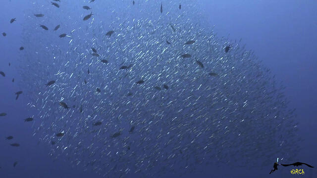Diving in Spain, Mazarrón, Murcia - By Regis2