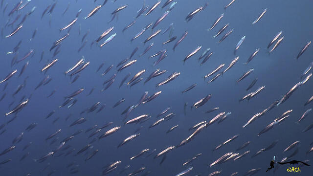 Diving in Spain, Mazarrón, Murcia - By Regis2