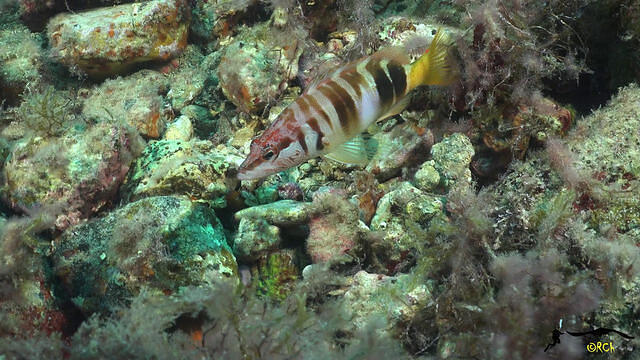 Rivemar - Dive Center in Spain