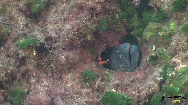 Rivemar - Dive Center in Spain