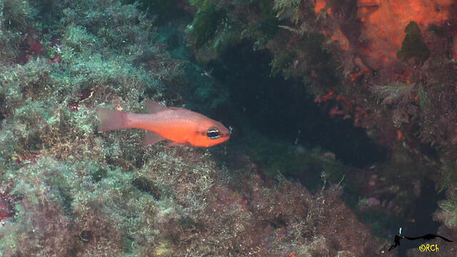 Rivemar - Dive Center in Spain