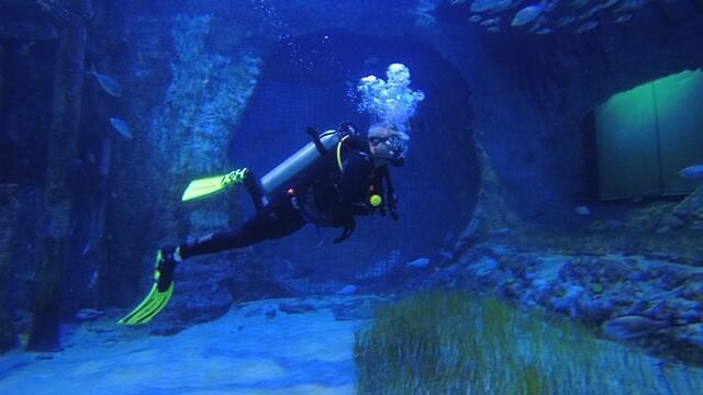 Diving in United Arab Emirates, The National Aquarium, Abu Dhabi - By Saleem Akram