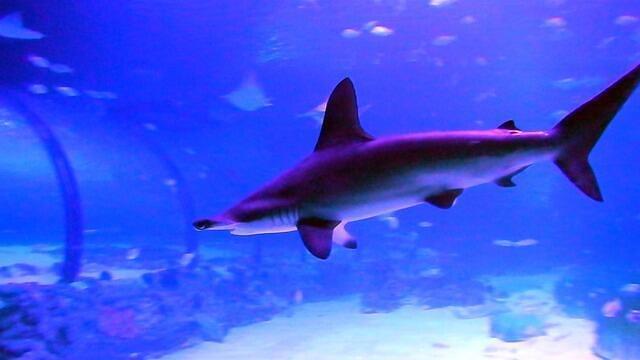 Diving in United Arab Emirates, The National Aquarium, Abu Dhabi - By Saleem Akram