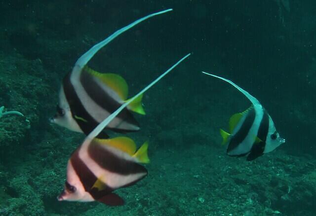 Lanta Diver Co Ltd - Dive Center in Thailand