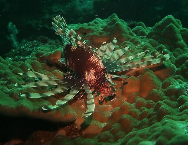 Lanta Diver Co Ltd - Dive Center in Thailand